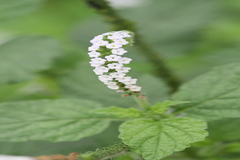 Heliotropium indicum
